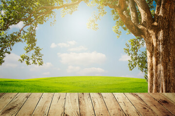 Wall Mural - top empty wood tree with green grass and blue sky background