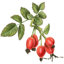 Illustration Of Red Rosehips Berries On Branch With Green Leaves. Medical Plants. Natural Decoration