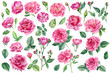 Spring set of beautiful flowers. Roses, buds and leaves on a white background, watercolor painting, floral elements