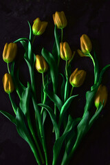 Wall Mural - Yellow n tulips with black background - studio composition.