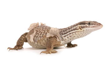 Poster - Spiny-tailed Monitor