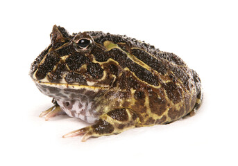 Sticker - Cranwell's horned frog