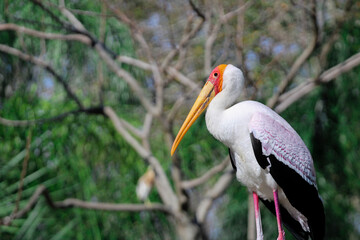 Wall Mural - Portrait of a Stork 