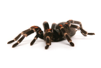 Poster - mexican flame knee tarantula