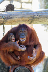 Poster - orangutan with baby