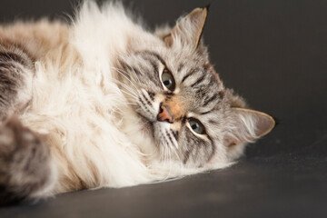 Wall Mural - portrait of fluffy Siamese cat with blue eyes lies on a black background , concept beautiful domestic animals