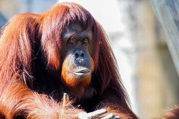 Wall Mural - Portrait of an Orangutan 