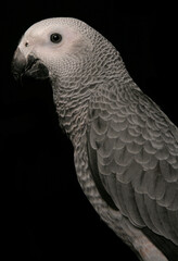 Poster - Congo African Grey Parrot