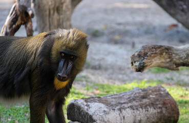 Poster - Mandrill monkey 