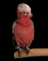 Wall Mural - rose breasted cockatoo