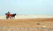 horses and dogs in the desert near Giza