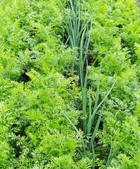 Wall Mural - Vegetable green bed.