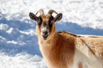 Goat in the snow