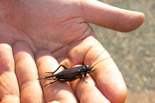 Black Cricket Insect On The Hand