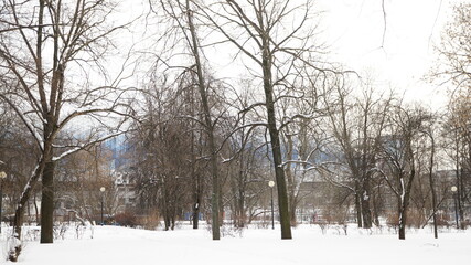 Wall Mural - winter in the park