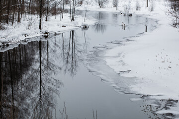 Beautiful tranquil winter scenery. Snowy river coastline with two white swans