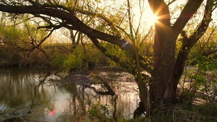 Poster - Sun Flare Through Leaves Of Tree on the riverside