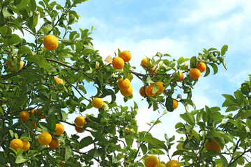 Oranges on the tree in the garden