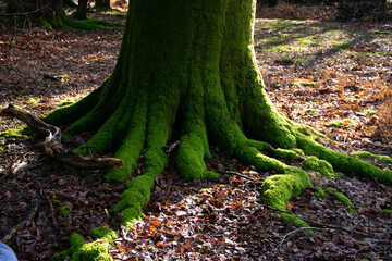 Big green roots of an old tree that look like snakes in the ground.