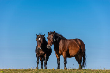 Wall Mural - horses in the field