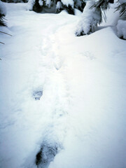 Wall Mural - Traces of animals in fresh deep snow. Footprints in the snow.