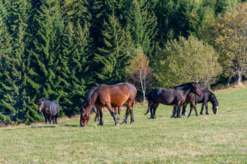 horses grazing in a field