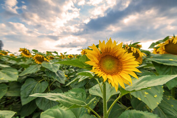 Canvas Print - Beautiful Sunflower field at sunset.