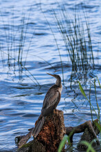 Anhinga Near The Waters Edge / Bird 