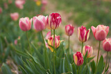 Fototapeta Kwiaty - Beautiful colorful tulips
at the tulip festival.
Beauty of nature. Spring, youth, growth concept.