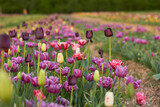 Fototapeta  - Beautiful colorful tulips
at the tulip festival.
Beauty of nature. Spring, youth, growth concept.