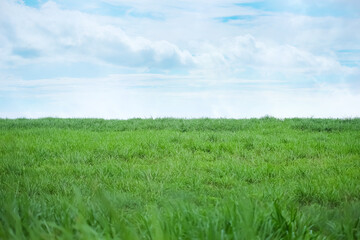 Green grass with blue sky. beautiful lown outdoor nature landscape. green wallpaper.  environmental conservation or spring concept.