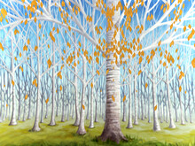 Birch Tree, Forest With Yellow Leaves
