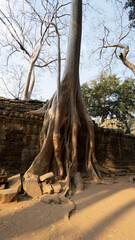 tree in the park