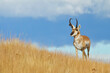 Pronghorn Antelope buck in native prairie habitat - environmental portrait against a natural blue sky background