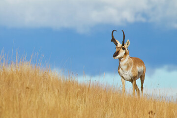 pronghorn antelope buck in native prairie habitat - environmental portrait against a natural blue sk