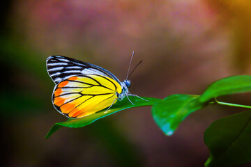 Wall Mural - Colorful butterflies and green leaves