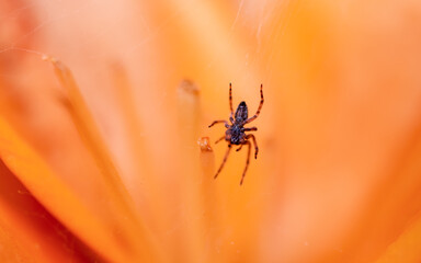 Wall Mural - spider on a flower