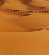 Procession Of Camel Caravan In Sakhara Desert