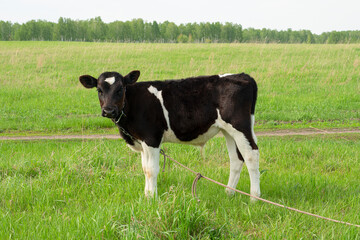 Young bull is standing on the pasture