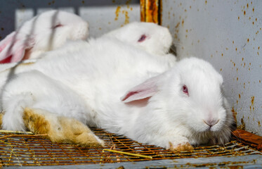 Wall Mural - easter rabbit, white rabbit on the ground