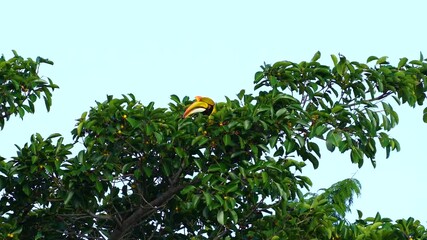 Wreathed Hornbilll Bar-pouched wreathed hornbill Eating fruit in the forest of Khao Yai National Park.