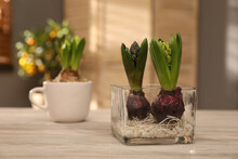 Hyacinth Flowers With Bulbs On White Wooden Table Indoors