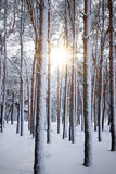 Fototapeta Na ścianę - Picturesque view of beautiful forest covered with snow