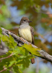 Wall Mural - Great Crested Flycatcher bird perched on maple tree branch in autumn