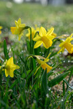 Daffodils on a spring meadow