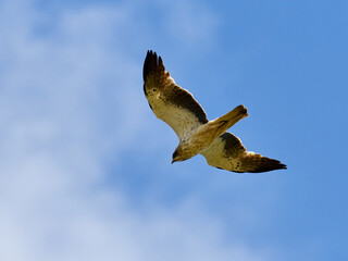 Wall Mural - Booted Eagle, Hieraaetus pennatus, flying over crop fields, near the town of Xativa, Spain.