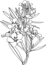 Sketch Of Oleander