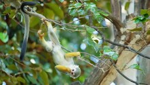 Squirrel Monkey At Their Natural Behavior