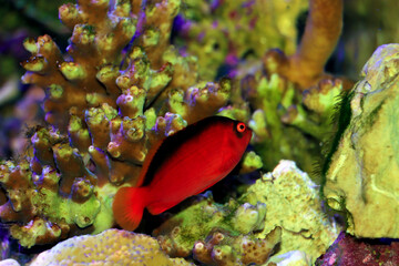 Wall Mural - Red Brilliant Flame Hawkfish - (Neocirrhites armatus) 