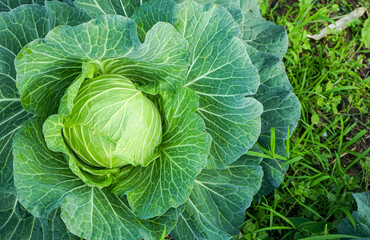 Sticker - Close up of Green cabbage head in the garden with copy space